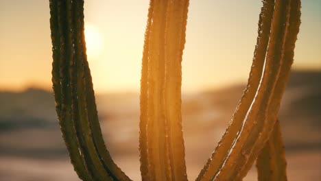 Saguaro-Cactus-on-the-Sonoran-desert-in-Arizona